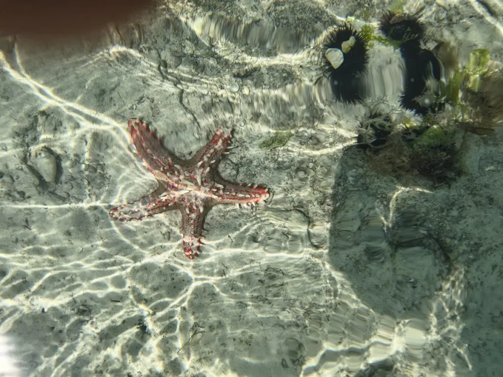 Seeigel neben Seestern