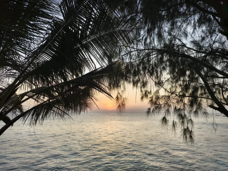 Sonnenuntergang hinter Palmen