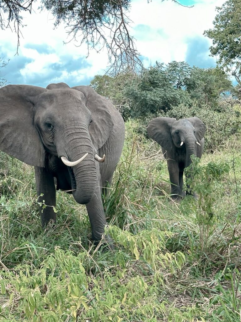 elephant_2