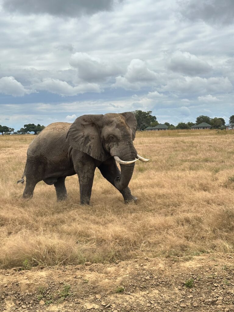 elephant_3