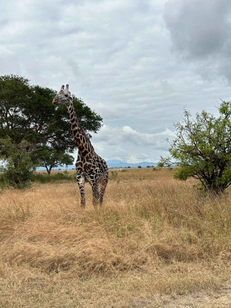 giraffe_1