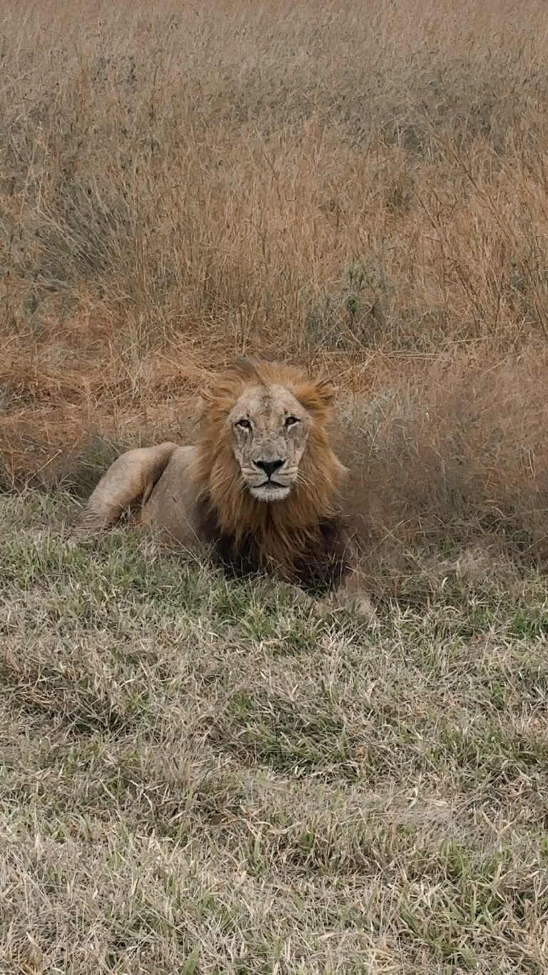 lion_3